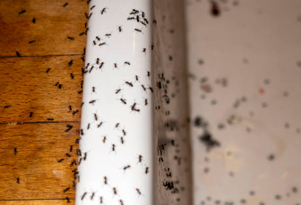 Best Ant Control Services  in Pelham, GA